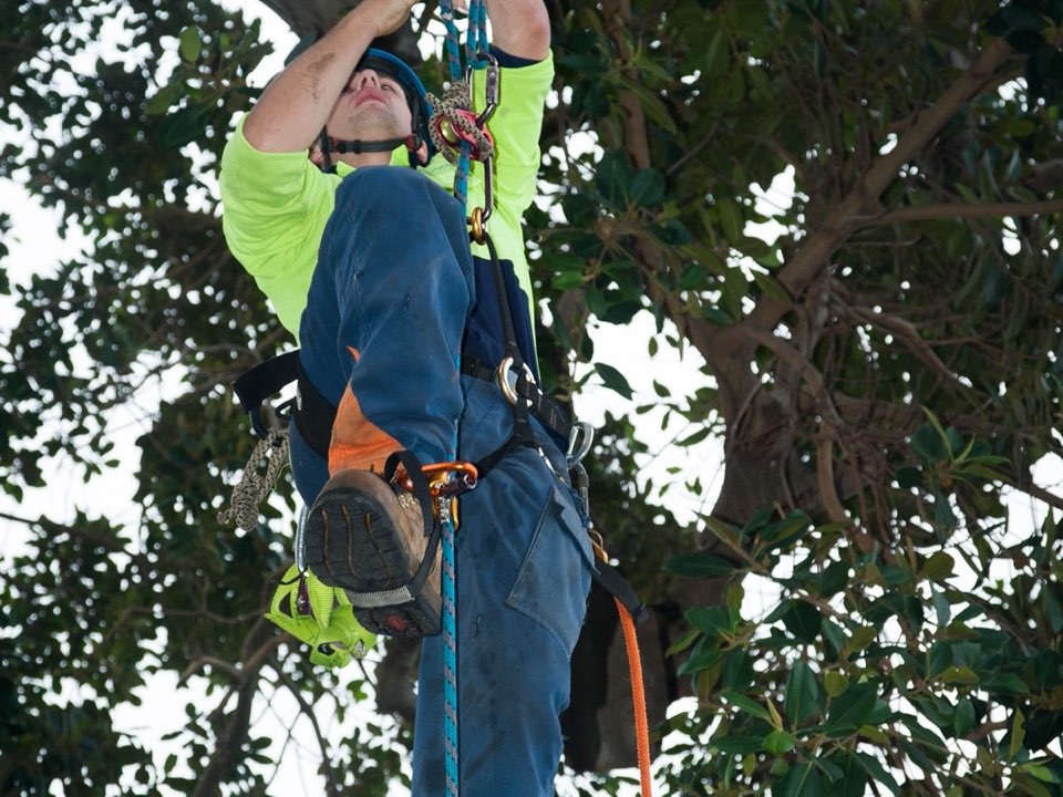 Qualified arborist working in a mature tree during a risk assessment in West Sussex